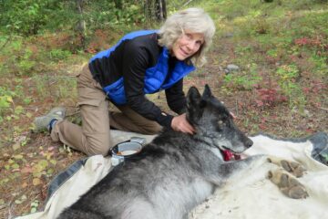 Ep: 114: Diane Boyd: Wildlife biologist and wolf conservationist